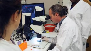 Combatir insectos que se alimentan de sangre: el proyecto del que participa el Conicet