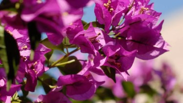 Qué sembrar en abril para tener el jardín lleno de  flores el próximo verano