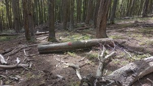Cerro Chapelco: una campaña de «difamación», acusó la empresa y negó el desmantelamiento