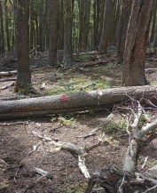 Cerro Chapelco: una campaña de «difamación», acusó la empresa y negó el desmantelamiento