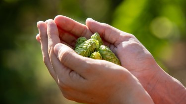 Fernández Oro, la tierra prometida en producción de lúpulo en la zona del Alto Valle