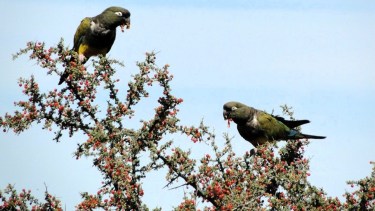 Loros barranqueros en la Patagonia: qué explica su presencia en zonas urbanas