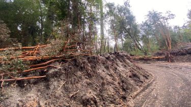 Tala ilegal en Villa La Angostura: tras la multa millonaria, ordenaron replantar más de 50 ejemplares
