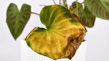 El poder del vinagre en las plantas con hojas amarillas: cuándo ayuda y cómo puede aplicarse