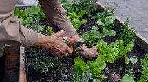 Imagen de Huerta en casa: qué sembrar en agosto para empezar a cosechar en pocas semanas